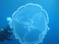 Divemaster with Moon Jelly (Belize)