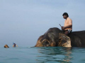 Rajan the Elephant swimming at beach No 7 in the Andaman Islands, India.