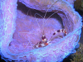 Banded Coral Shrimp in Sponge