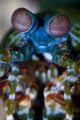 Peacock mantis shrimp