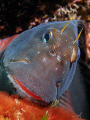 Red-lipped blenny.