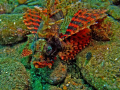 Lionfish in fantastic color