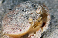 Frederikstad Pier, sand crab, crab, little crab,  This was off the pier which is fished regularly.  This pier was full of fabulous critters and fish and this little guy (about ½