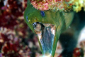 green, eel, moray, scary, mouth. Most best shots are whimsical and this is no exception - I was just looking around and here he popped out just to pose for my camera. 