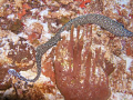 Snowflake Eel flying along the wall, Cozumel