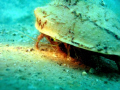 Shy hermit  crab peeking to see if it's safe :)