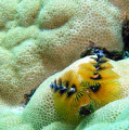 Christmass Tree worms  (Spirobranchus giganteus) captured Freediving in Rota's Sashanaya bay marine protected area with a NIKON P5000 in Fantasea FP-5000 housing, no strobe no lens using onboard flash.