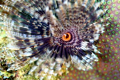 Owl's Eye - not really, but these social feather dusters look like it.  The center of the worm tree looks exactly like an eye.