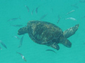 Swimming with sea turtles