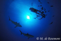 Two grey reef sharks and my buddy. D50/12-24mm (Borabora).