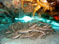 Taken with Canon Powershot A75. 
School of juvenile catfish in a small crevice in a coral mound.