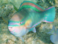 Parrotfish shows off it's colors.