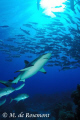 Grey reef shark and a school of jack fishes. D50/12-24mm (Borabora Island)