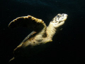 Small Hawksbill