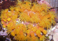 Orange Cup Coral feeding at night