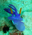 here's lookin at you kid!

Nudi, caught with head up for a change. Taken off Perhentian Islands, Malaysia.