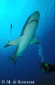 Nice lemon shark and Diver. D50/12-24mm (Borabora Island)