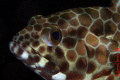 Resting and and ready for some portrait shot.  A grouper either resting or just waiting for some food to pass by. 