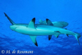 Cross roads! Two black tip sharks. D50/12-24mm (Borabora)