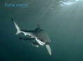 a small blue shark and its constant companion pilot fish- look into my lens. Almost cartoon like. Taken off Cape Point in 2007