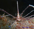 Spider Crab hanging out at night.