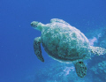 Green Turtle glides on by