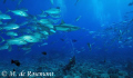 Grey reef shark, school of jack fishes & my buddy. D50/12-24mm (Borabora).