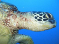 Sea turtle that tried to give me an Eskimo kiss at the Sea Tiger wreck in Oahu Hawaii