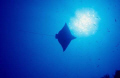 Spotted eagle ray swimming overhead at North Pole Cave, San Salvador, Bahamas