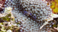 Pederson Cleaner Shrimp Macro Belize