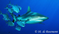 Grey reef shark & Jack fishes. D50/12-24mm (Borabora).
