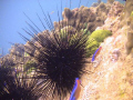  Sea Urchins Karachi coast.Pakistan