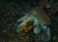 Octopus shot during a sunset dive in Similan Island. 