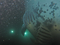 Manta Ray (10-12' wingspan) (Kona, Hawai'i)