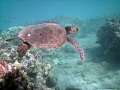 Another turtle.  I just love the picture.  As always, H-Bay, Oahu, HI