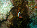 Clown Fish Haven