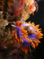 flabellina iodinea- spanish shawl. santa cruz island-northern channel islands,california