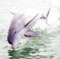 Dolphin Jumping