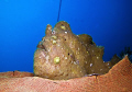 Giant Frogfish