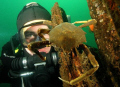 Diver and crab, Puget Sound, Seattle.  