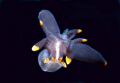 Thecacera Sp - swimming Nudibranch - 