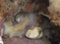 octopus and lunch,santa cruz island, chanel islands- california