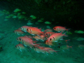 Glass Eye Snapper under one of the Carlisle Bay Wrecks