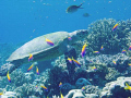 Green turtle on reef top