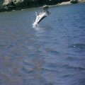 Loreto Bay, Mexico. Pelican going for lunch. 