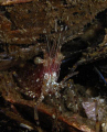 not sure the speices of shrimp.... anyone knows please let me know.  taken at santa cruz island . channel islands. california