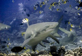 Grinning Lemon Shark at Tapu divesite near Bora Bora, Tahiti