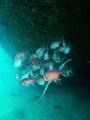 Trumpetfish pretending to be a snapper