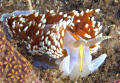 Hermissenda crassicornis,Santa barbara isl., channel islands, Ca. 