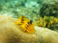 Christmas Tree Coral